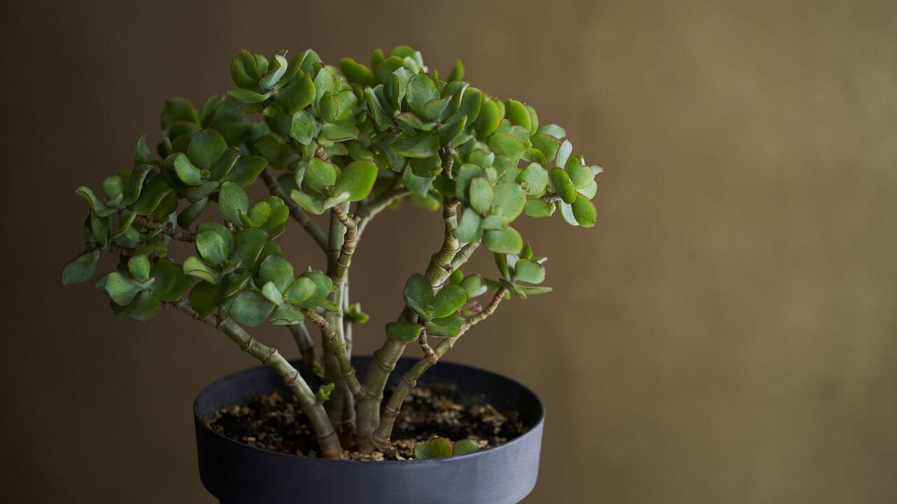 Crassula Ovata Bonsai