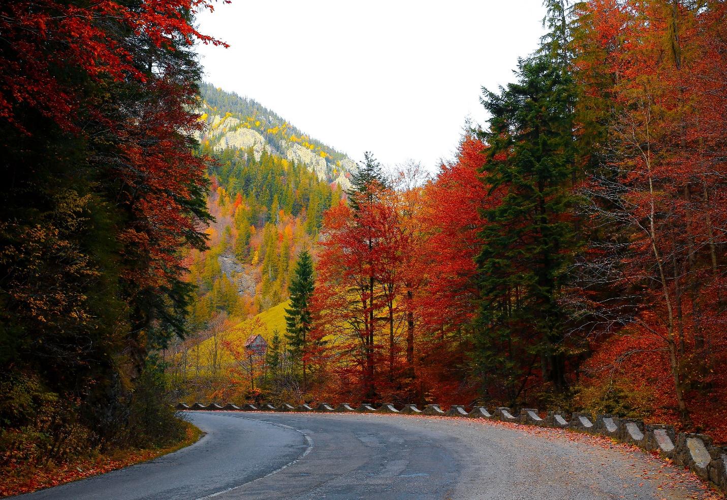 A road with trees on the side

Description automatically generated with medium confidence