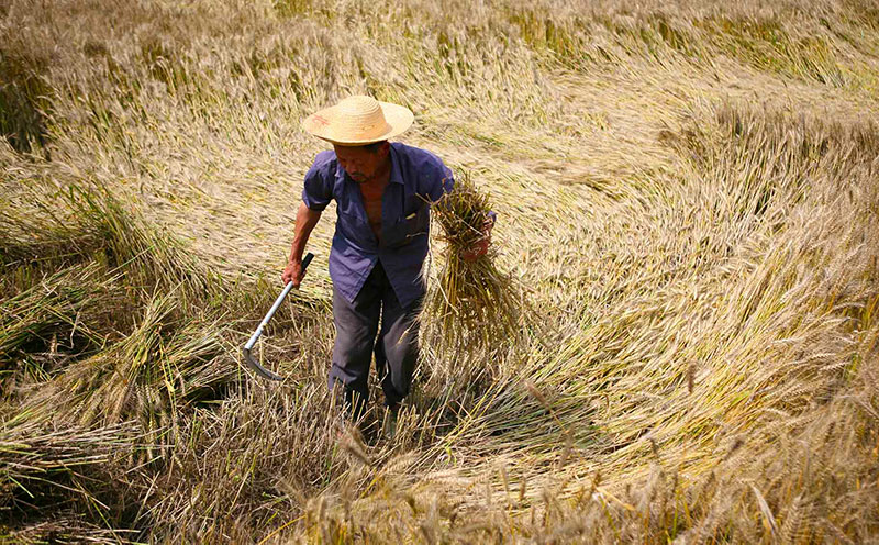 man working wheat fields