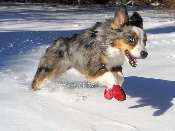 australian shepherd wearing red best overall dog boots pawz and running across snow