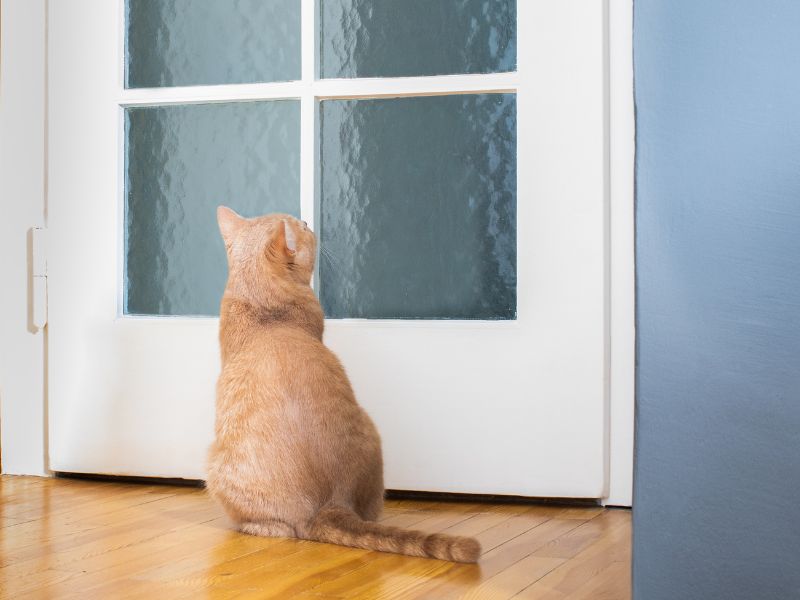 cat-proofing-your-doors-and-windows