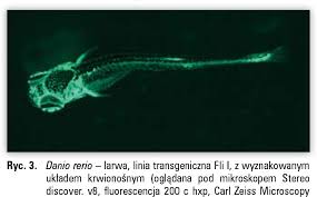 Figure 3 from Biological model of Danio rerio (zebrafish) – a new research  trend in ophthalmology. | Semantic Scholar