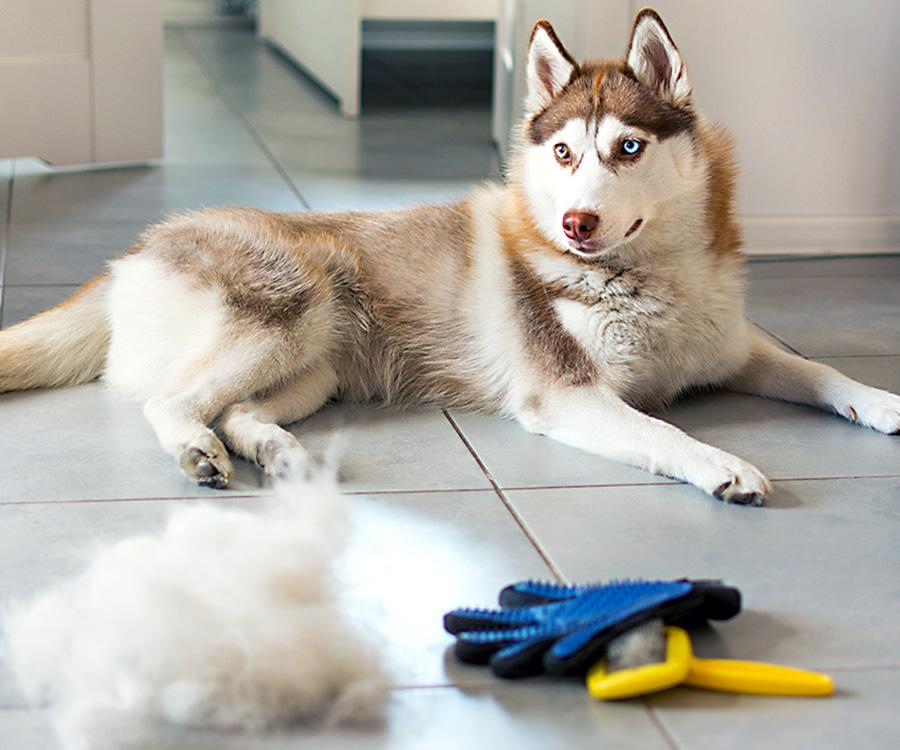 Simple Ways to Remove Dog Hair in Your Home 