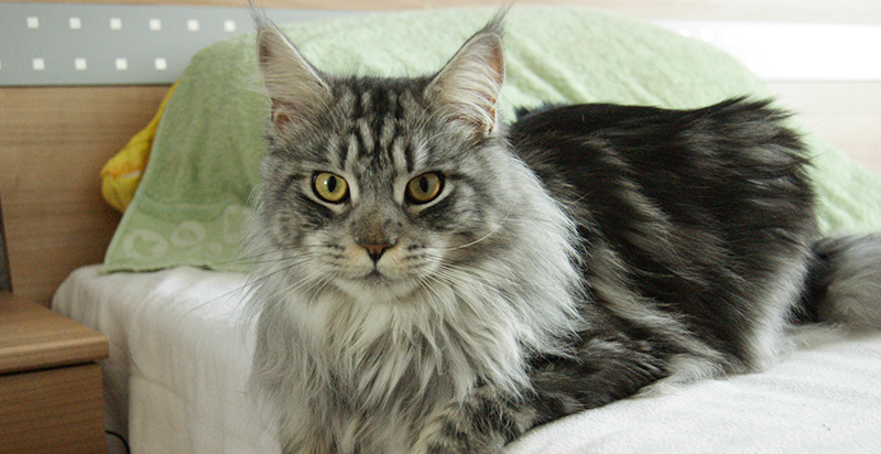 mèo maine coon lai