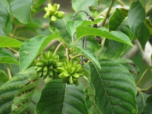 F:\弘道國中校園植物解說牌資料\弘道植物照片\IMG_6501.JPG