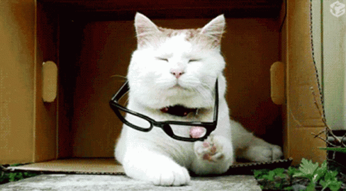 Cat Glasses On GIF - Cat GlassesOn CantSee GIFs