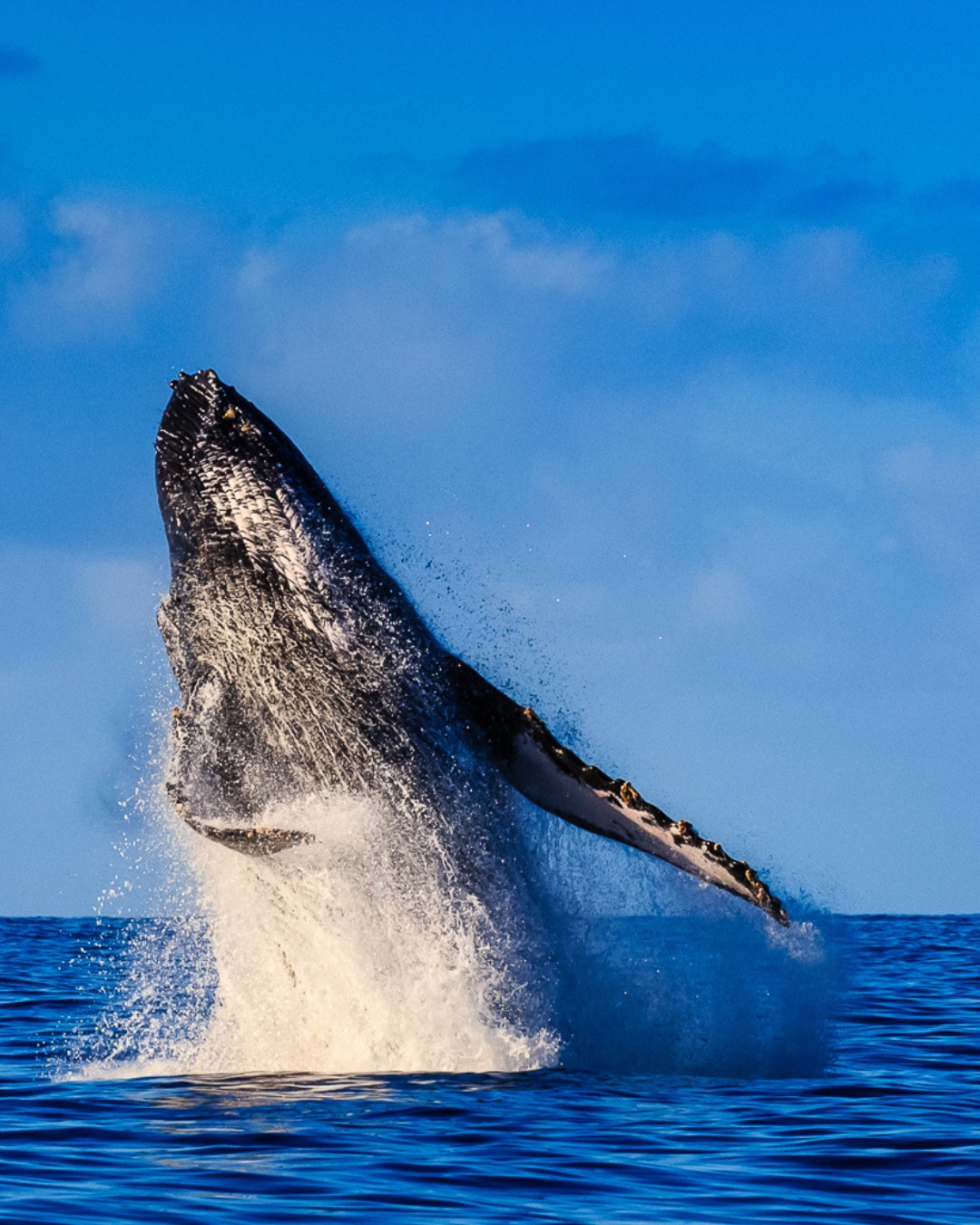 Go whale watching for the experience of a lifetime