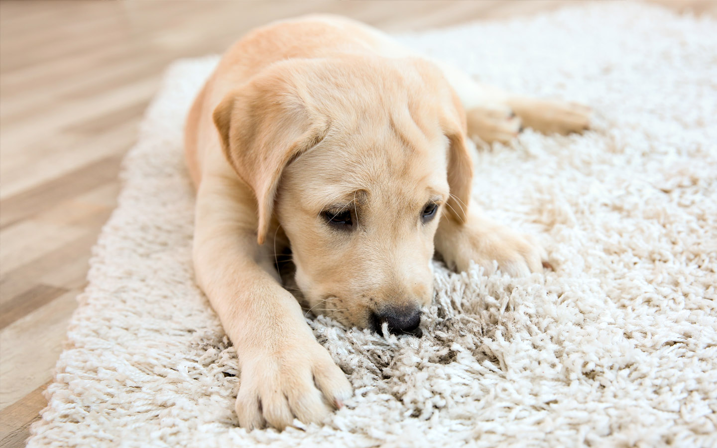 things to consider before buying a pet: dog sitting on carpet