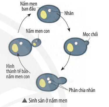 Giải KHTN 7 Bài 37: Sinh sản ở sinh vật Chân trời sáng tạo