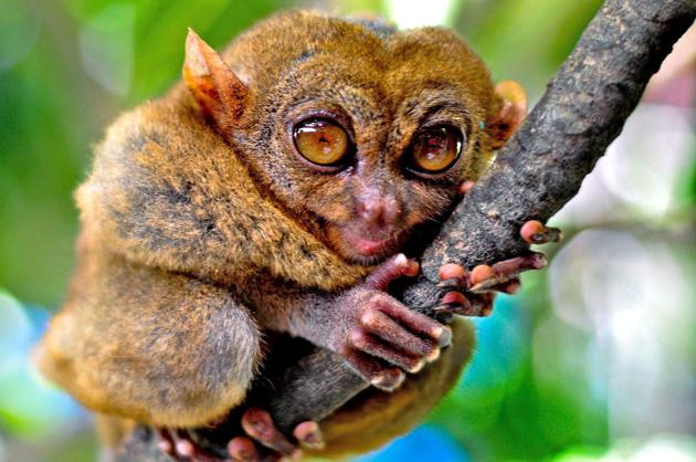 Tarsier Bohol Philippines