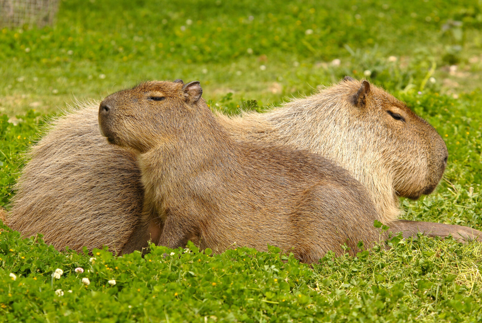 Capybaras