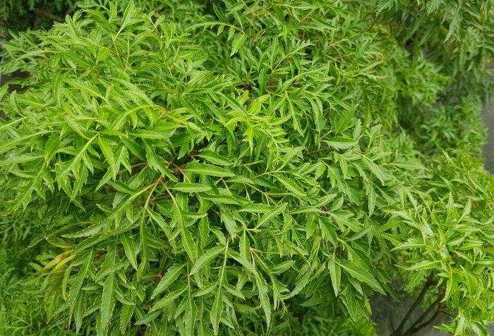 5 Lưu ý khi mua cao đinh lăng sử dụng