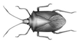 Picture of a bug.