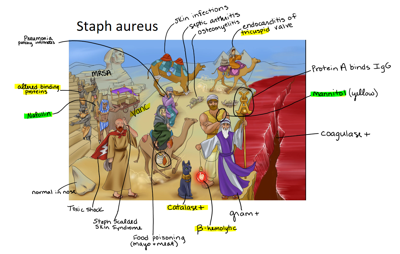 Sketchy Staph aureus