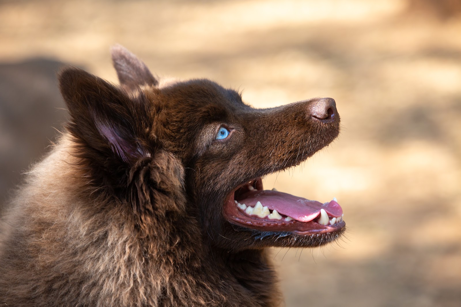 close up of brown pomsky dog