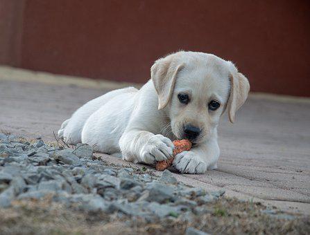  Why do Labrador retrievers love eating?   Dog, Carrot, Labrador, Animal, Cute