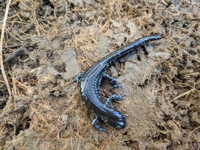 Blue-spotted-salamander