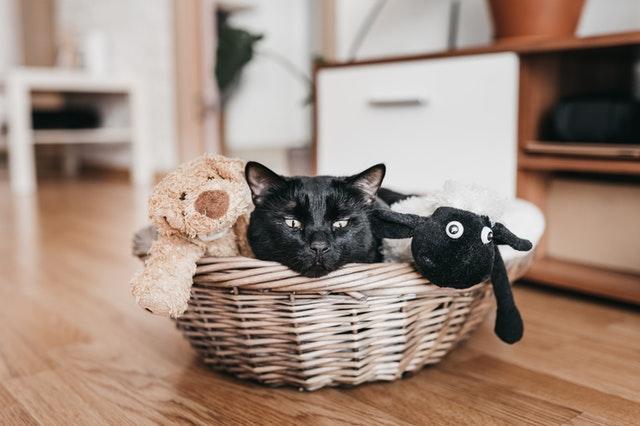A cat lying in a basket.