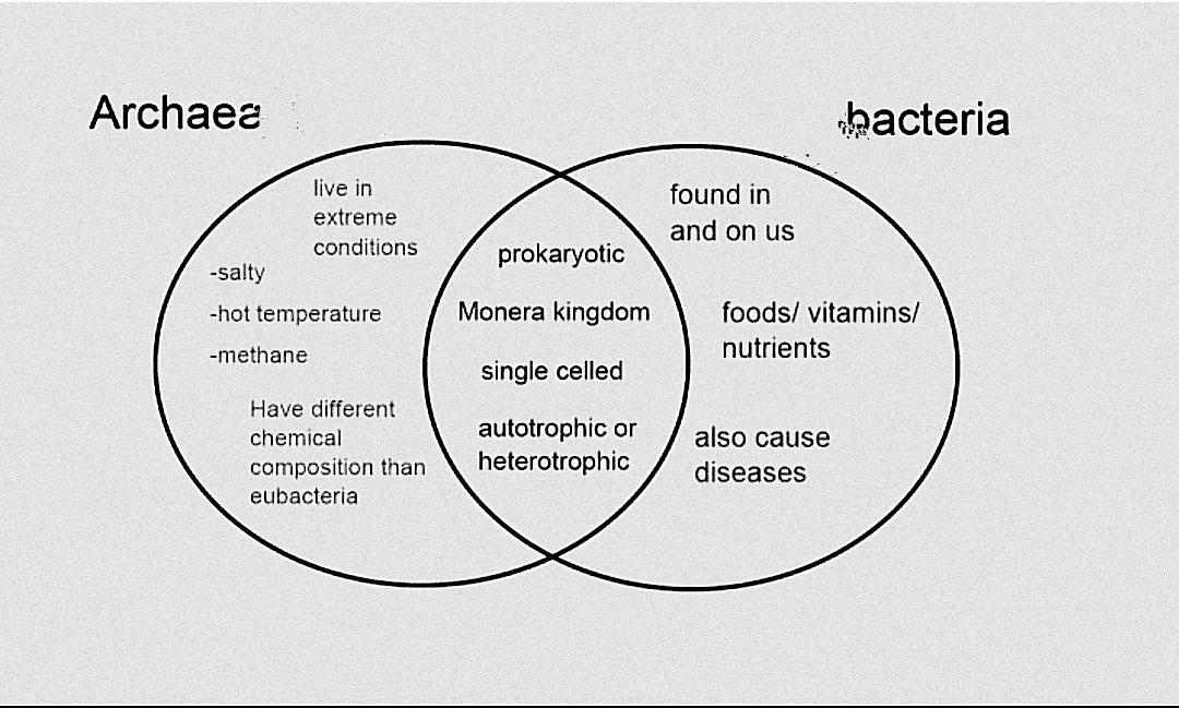Archaea And Bacteria Differences Similarities Diagrams And Examples ...