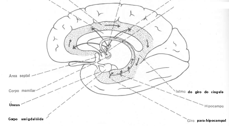 Neuroanatomia funcional