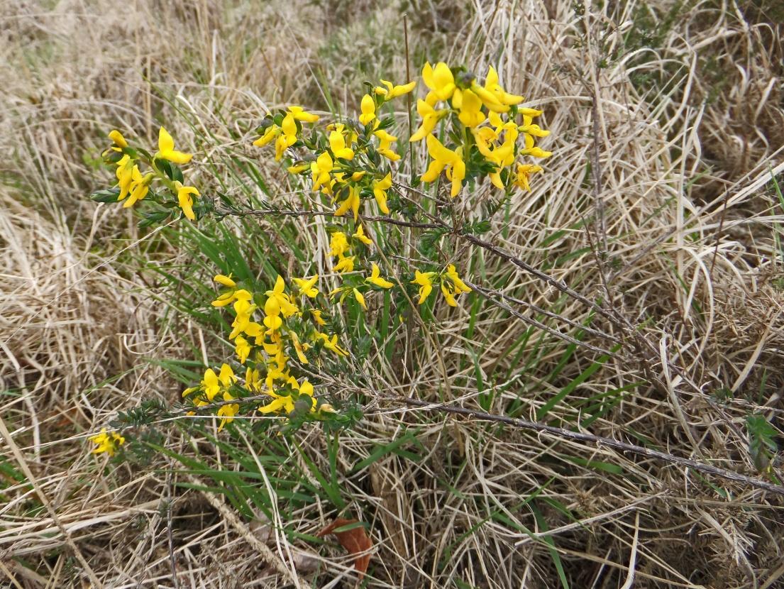 C:\Users\user\Pictures\UK Plants\Genista anglica 9180.JPG