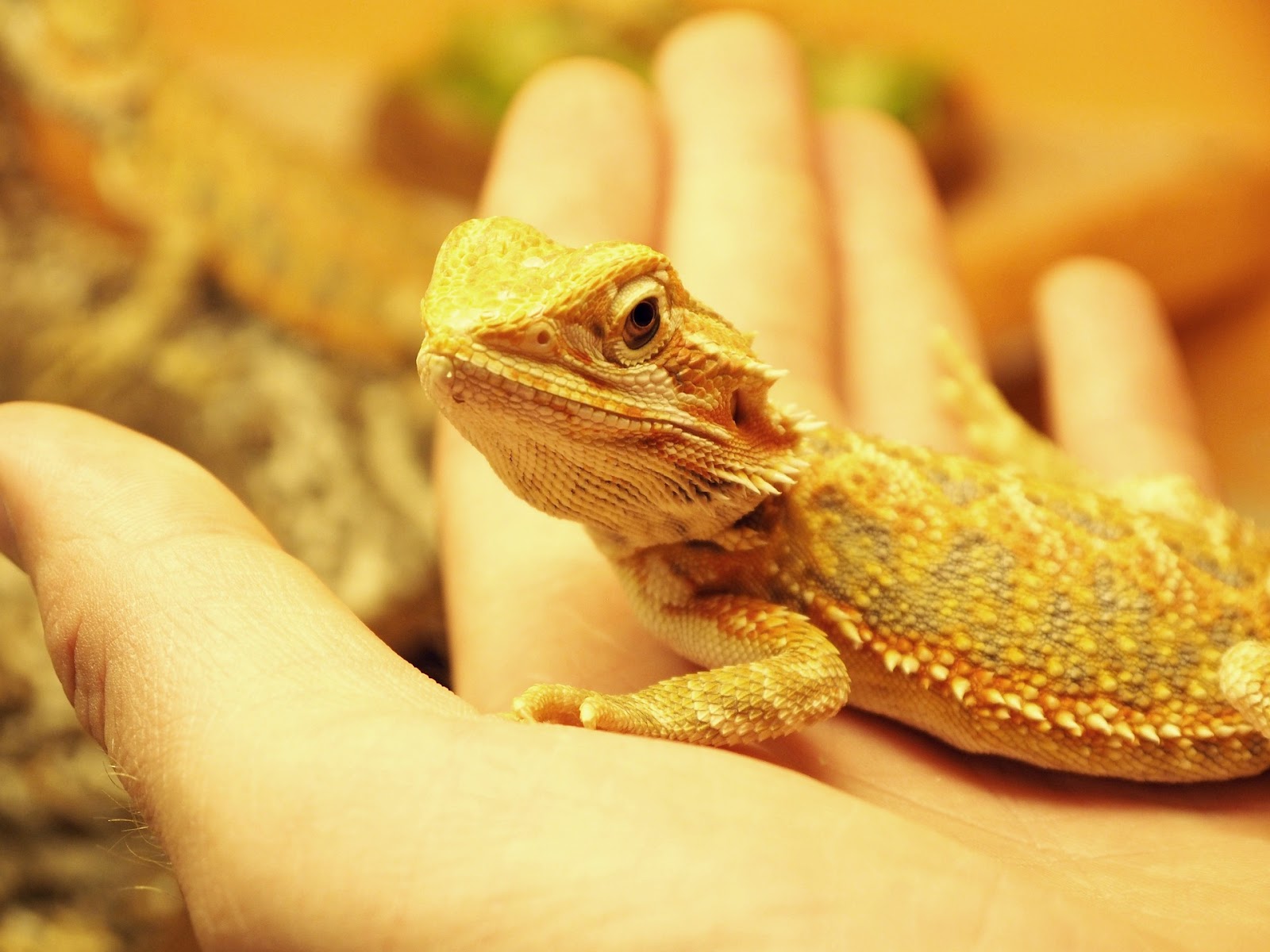Bearded dragon in owner's palm