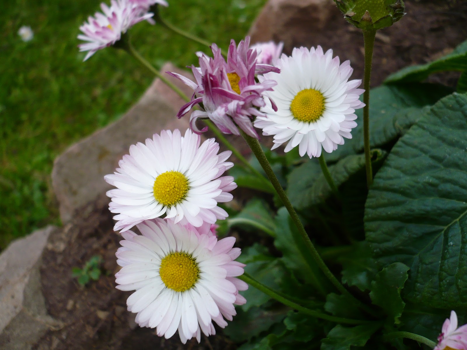 File:Margarita(flor).jpg