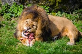 Image result for carnivores animals