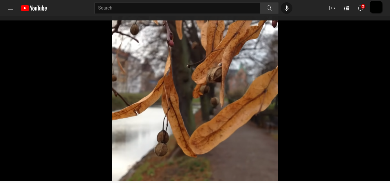 Youtube screenshot of leaves showcasing a 1:1 aspect ratio.