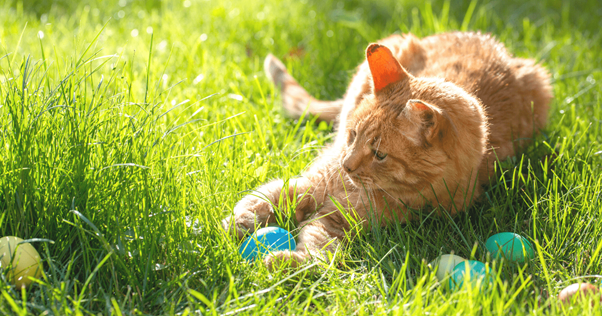 bouchées de poulet pour chat