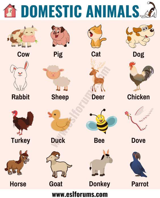 Farm Animals: List of 15+ Popular Farm/ Domestic Animals in English - ESL Forums