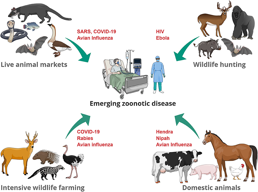 An inforgraphic that shows some of the emerging zoonotic diseases, such as rabies, avian influenza, nipah, Hendra, and ebola.