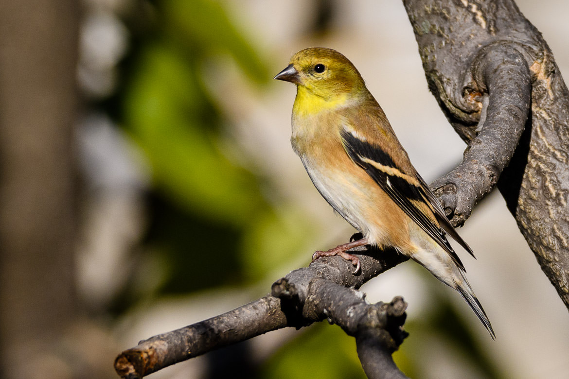 Birds of Quarantine – joshmadison.com