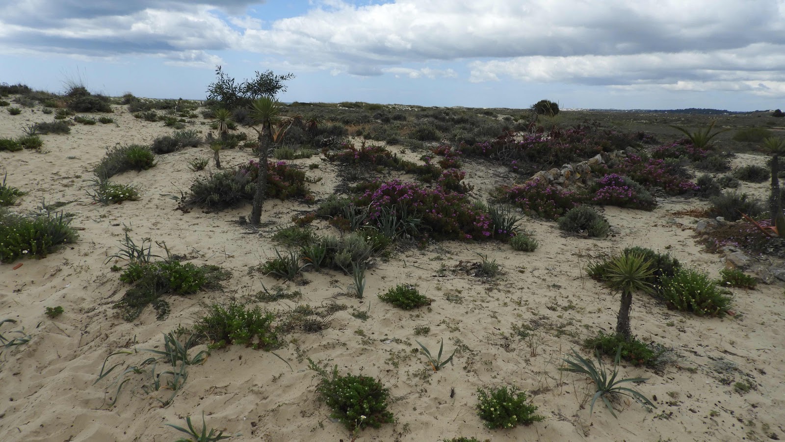 Pedras d’el Rei, Algarve, Portugal