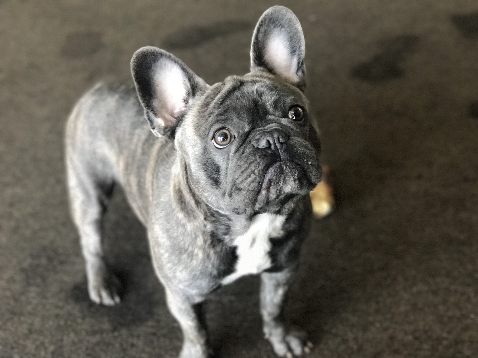 French Bulldog Husky Mix - Everything You Need To Know - Prefurred