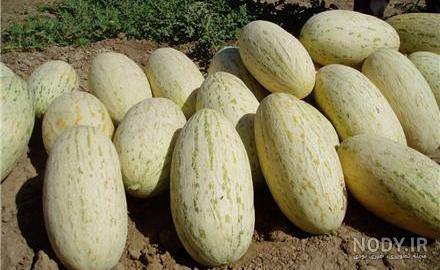 Fotos von afghanischer Melone - Nodi Photo