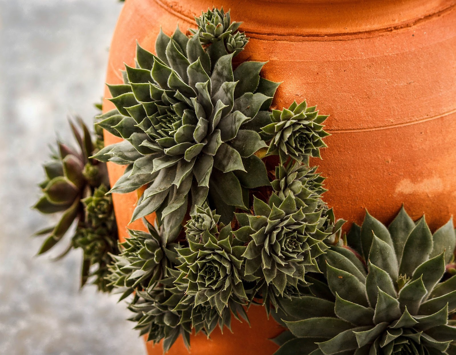 Hens and chicks echeveria