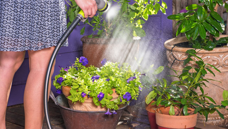do proper watering of plants 