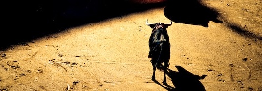 A lone bulls stands in the dirt