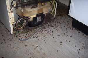 German cockroach reproduction and infestation