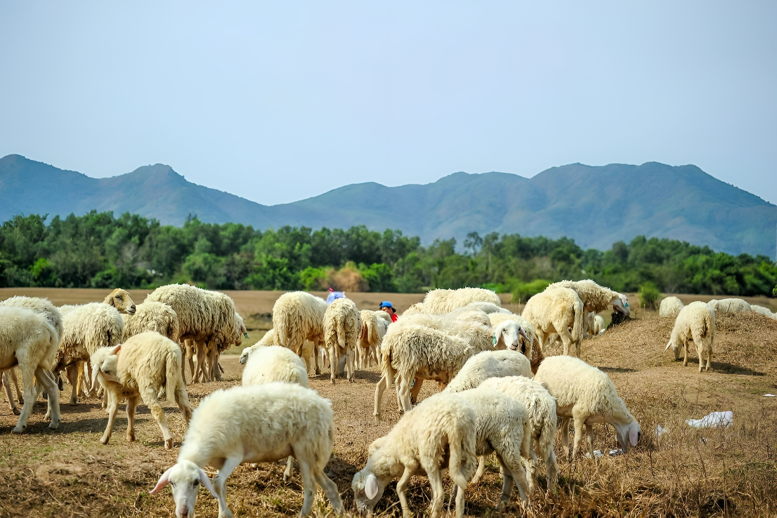 Lễ 2/9 Vũng Tàu đi đâu? Ăn gì? - Đồi cừu Vũng Tàu