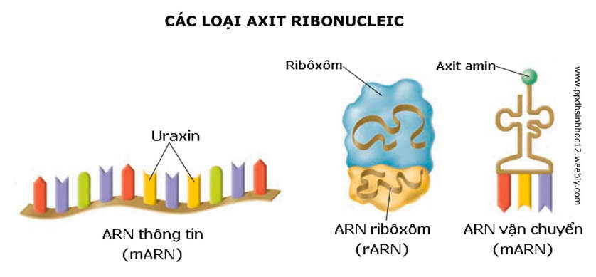 Hình minh họa cấu trúc 3 loại ARN - bài 6 sinh học 10