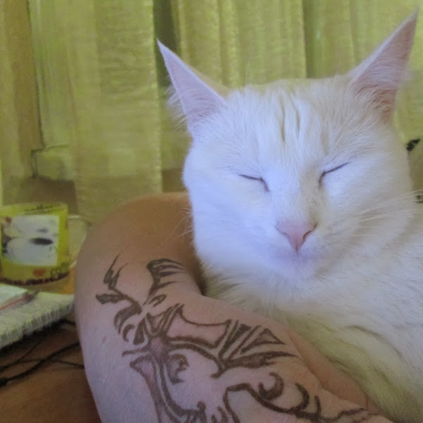 поговорим о кошках