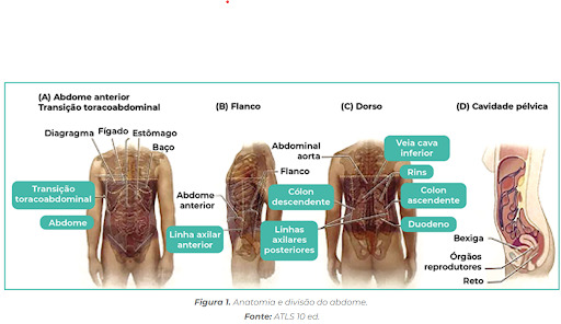 Anatomia e divisão do abdome.  