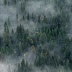 Foggy Forest Wallpaper for iPhone and Android