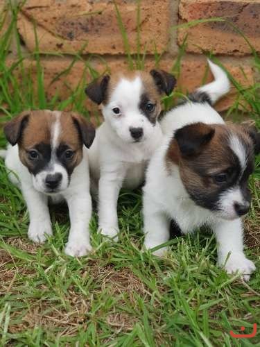 Purebred Crossbred Jack Russell Terrier Puppies For Sale Pups4sale