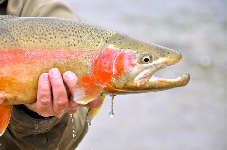 The American Angler Guide to Fly Fishing for Trout – The Northern Angler  Fly Shop