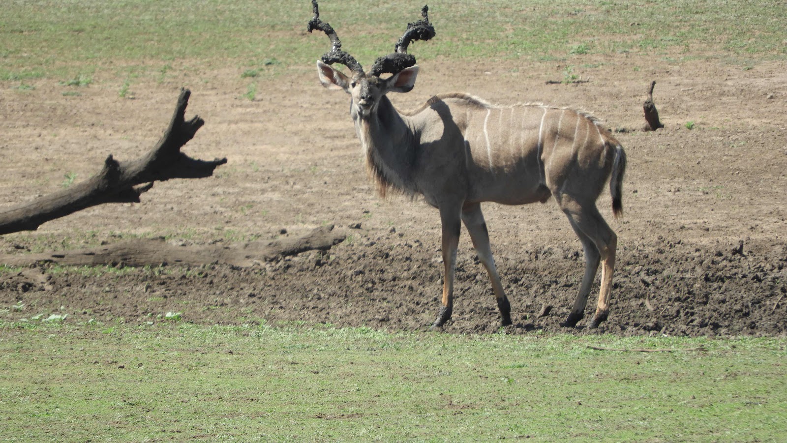 Kudu with mudhorns at Hlane