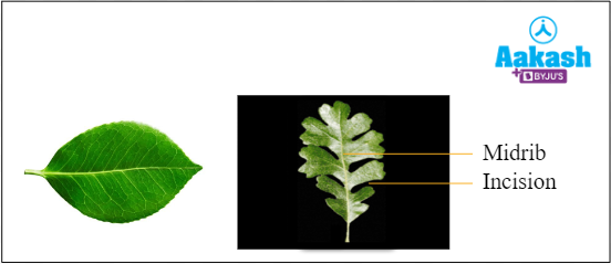 what-is-a-leaf-leaves-types-modification-phyllotaxy-aesl