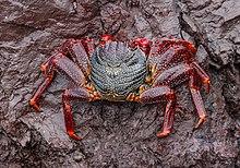 Grapsus adscensionis - Wikipedia, la enciclopedia libre